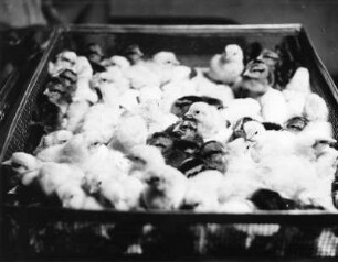 Werdenstein. Hühnerfarm Elgass. Korb mit Küken