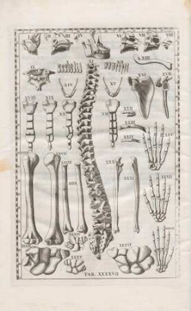 Complecitur omnia ossa, quae sub cranio totam penè hominis fabricam compingunt