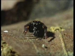 Biology of the Jumping Spider Corythalia porphyra (Salticidae)