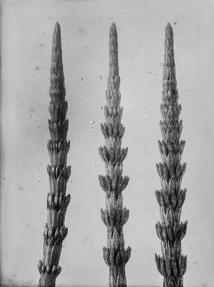 Sommertriebe des Ackerschachtelhalm (Equisetum arvense)