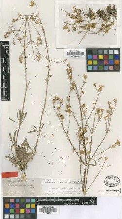 Silene puberula Boiss. [isotype]