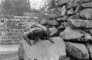 Seelöwen im Karlsruher Zoo.