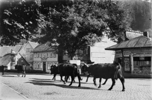 Deutschland. Harz. Altenau. Straßenszene mit Ochsen auf der Straße laufend