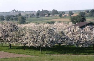 Zunzingen: Blütenlandschaft