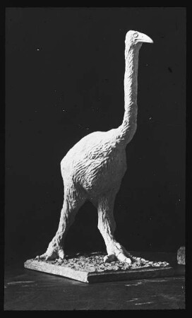 Urzeitliche Tiere. Dinornis. Gipsmodell eines Moa (flugunfähige, ausgestorbene Vertreter der Ordnung Laufvögel). Erster Fund 1853