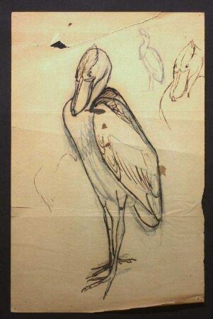 Balaeniceps rex (Gould, 1850), Skizzen eines Schuhschnabels