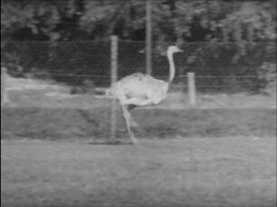 Rhea americana (L.) - Lauf