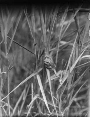 Europäischer Laubfrosch : Europäischer Laubfrosch (Hyla arborea Linnaeus).
