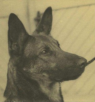 Schäferhund