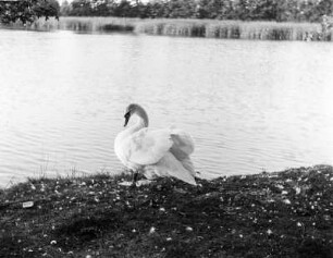 Schwan in Milkel, Wegweiser
