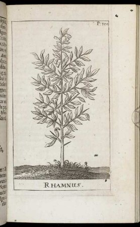 Rhamnus.