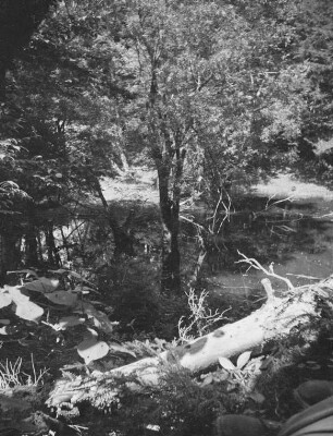 Azusagawa-Tal : Talwald. Ansicht mit umgestürzten Bäumen