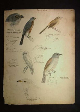 Ornithologie pl. XIII.