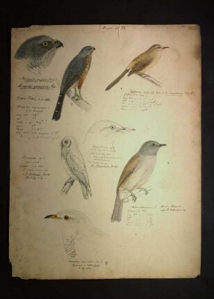 Ornithologie pl. XIII.