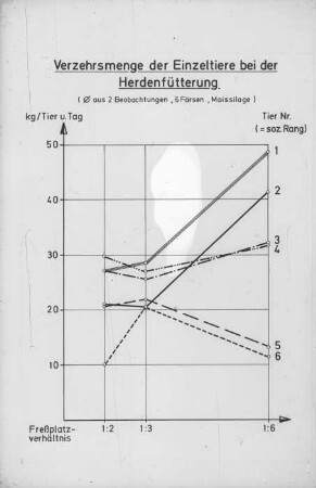 Verzehrsmenge der Einzeltiere bei der Herdenfütterung (Ø aus 2 Beobachtungen, 6 Färsen, Maissilage)
