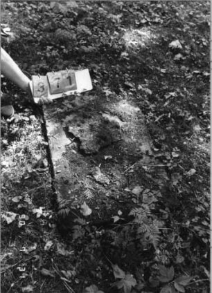 Grabstein 371 (Index: 99790781) Zustand: verwittert Maße HxBxT: 80x50xo.A. cm: Grabstein 371