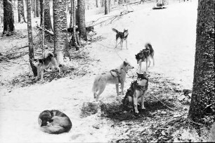 Todtmoos: Schlittenhunderennen; Malamutehunde im Wald