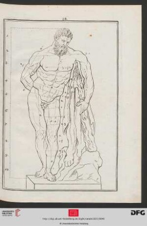Taf. 28 [Farnese Herkules (Proportionen; Kontur)]