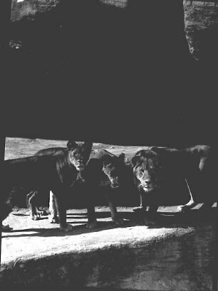 Ohne Titel : Zoo #2