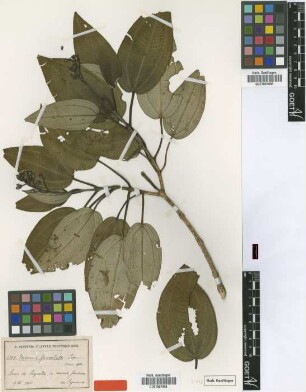 Miconia foveolata Cogn. [type]