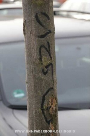 SGE
