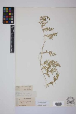 Selaginella plumosa (L.) C.Presl