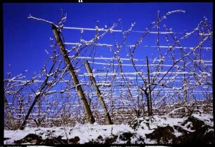 Vogtsburg: bereifte und verschneite Weinreben