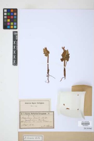 Botrychium boreale