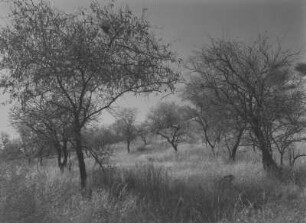 Baum- und Grasbewuchs : Baum- und Grasvegetation