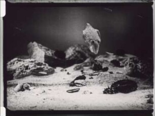 Sepia - Fortbewegung und Farbwechsel