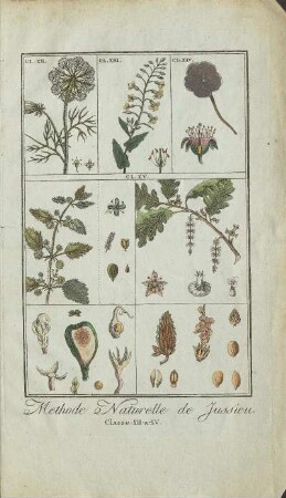Illustration: Methode Naturelle de Jussieu. Classe-XII-a-XV.