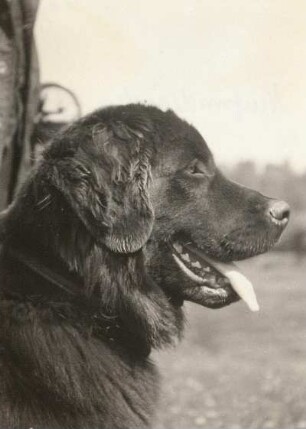 Neufundländer (canis familiaris)