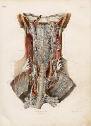 Nerven des Pharynx' und des Oesophagus'
