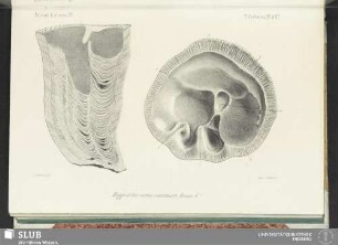 Pl. 527