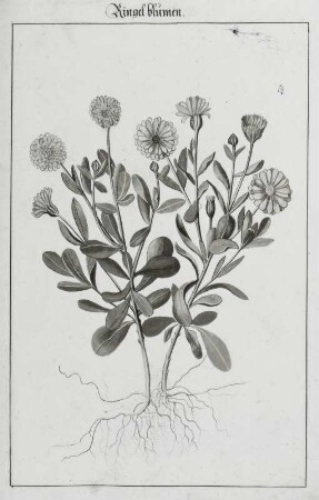 Ringelblumen, Seite 138