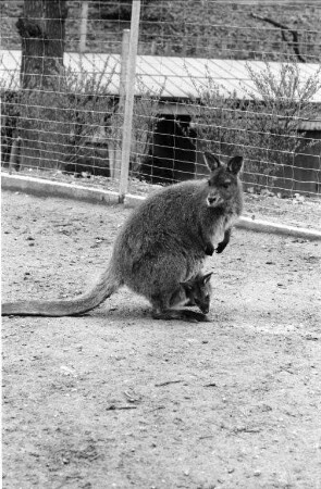 Nachwuchs bei den Kängurus im Karlsruher Zoo.