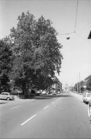 Erhalt wertvoller Platanen im Rahmen der Verbreiterung der Waldhornstraße