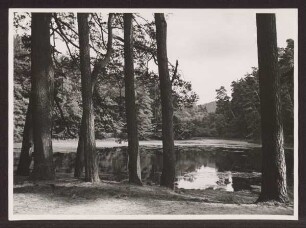 Donoperteich. Detmold. Hiddesen. Papierabzug