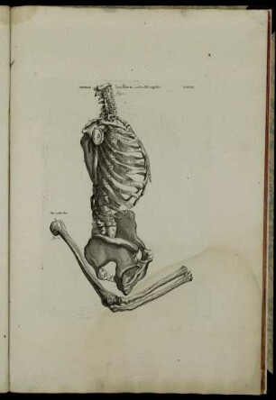 Tab. XI. Thorax. Der Stamm; von der Seite anzusehen. fig. 1 – Der rechte Arm. fig. 2