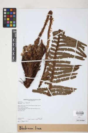 Blechnum lima Rosenst.