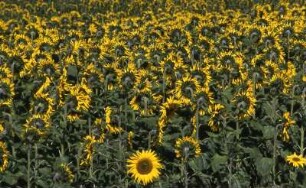 Sonnenblumen im Oderbruch