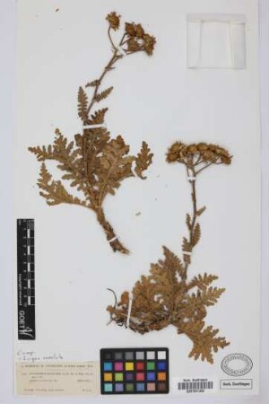 Gonospermum revolutum (C.Sm. ex Buch) Sch.Bip.