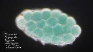 Copepoda, egg sac of undet. species, Lanzarote 2019
