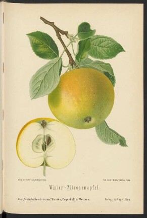 Winter-Zitronenapfel.