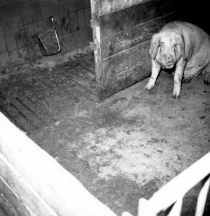Spaltenboden im Schweinestall