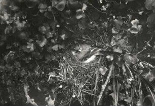 Weiße Bachstelze (Motacilla alba), brütend auf dem Nest