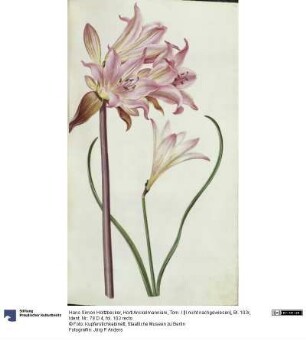 Horti Anckelmanniani, Tom. I [II nicht nachgewiesen], Bl. 103r