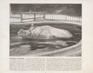 Nashorn im Bade
