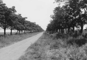 Landstraße : Blick auf eine Landstraße mit Alleebäumen