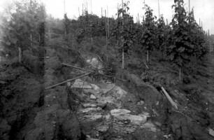 Kleinkems: Ausgewaschener Rebhang